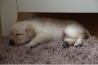 Szczenięta Labrador Retriever