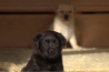 Szczenięta Labrador Retriever