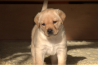 Szczenięta Labrador Retriever