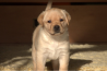 Szczenięta Labrador Retriever
