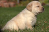 Szczenięta Labrador Retriever