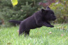 Szczenięta Labrador Retriever