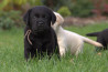 Szczenięta Labrador Retriever