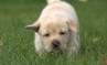 Szczenięta Labrador Retriever