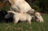 Szczenięta Labrador Retriever