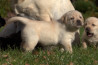 Szczenięta Labrador Retriever