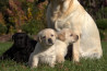 Szczenięta Labrador Retriever