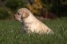 Szczenięta Labrador Retriever