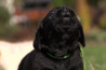 Szczenięta Labrador Retriever