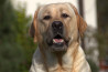 Szczenięta Labrador Retriever