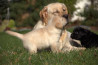 Szczenięta Labrador Retriever