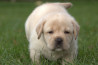 Szczenięta Labrador Retriever