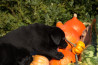 Szczenięta Labrador Retriever
