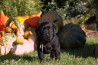 Szczenięta Labrador Retriever