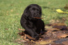 Szczenięta Labrador Retriever