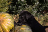 Szczenięta Labrador Retriever