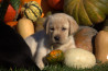 Szczenięta Labrador Retriever
