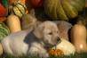 Szczenięta Labrador Retriever