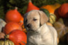 Szczenięta Labrador Retriever