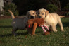 Szczenięta Labrador Retriever