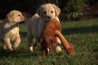 Szczenięta Labrador Retriever