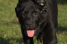 Szczenięta Labrador Retriever