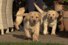 Szczenięta Labrador Retriever