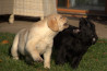 Szczenięta Labrador Retriever