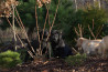 Szczenięta Labrador Retriever