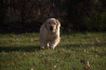 Szczenięta Labrador Retriever