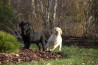 Szczenięta Labrador Retriever