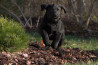 Szczenięta Labrador Retriever