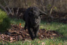 Szczenięta Labrador Retriever
