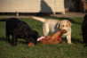 Szczenięta Labrador Retriever