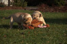 Szczenięta Labrador Retriever