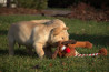 Szczenięta Labrador Retriever