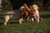 Szczenięta Labrador Retriever