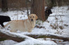 Szczenięta Labrador Retriever