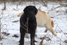 Szczenięta Labrador Retriever