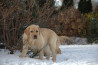 Szczenięta Labrador Retriever