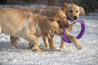 Szczenięta Labrador Retriever