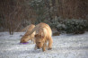 Szczenięta Labrador Retriever