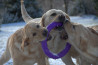 Szczenięta Labrador Retriever