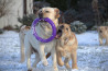 Szczenięta Labrador Retriever