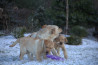 Szczenięta Labrador Retriever