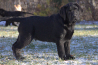 Szczenięta Labrador Retriever