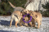 Szczenięta Labrador Retriever