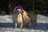 Szczenięta Labrador Retriever