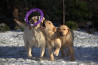 Szczenięta Labrador Retriever