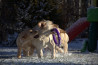 Szczenięta Labrador Retriever